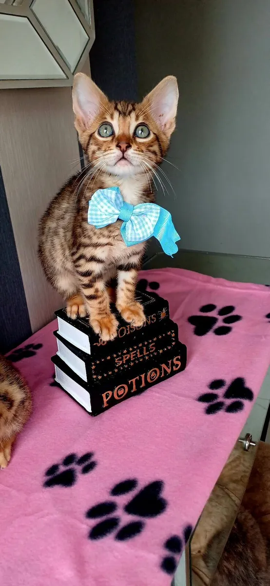Amazing Purebred Bengal kittens - Image 3