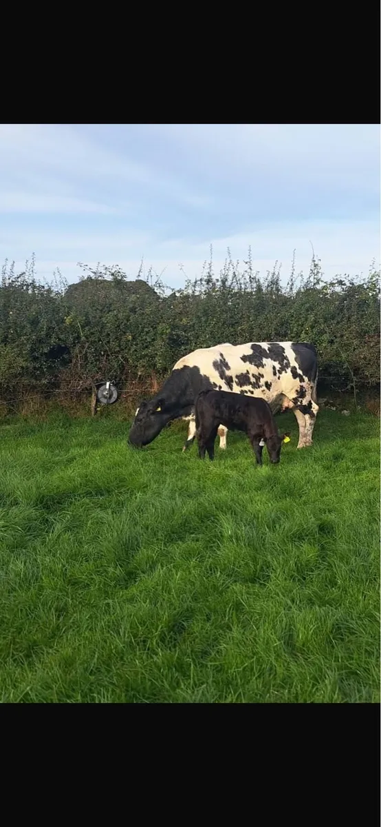 2 Second Calved Cows - Image 1