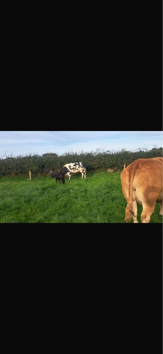 2 Second Calved Cows - Image 2