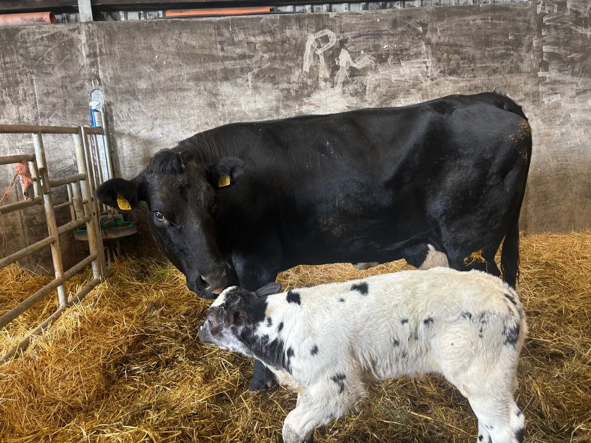 2 Second Calved Cows - Image 3