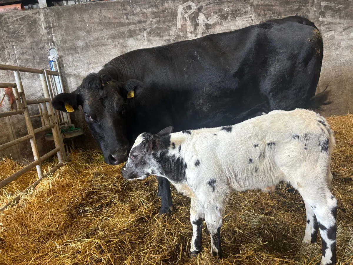 2 Second Calved Cows - Image 4