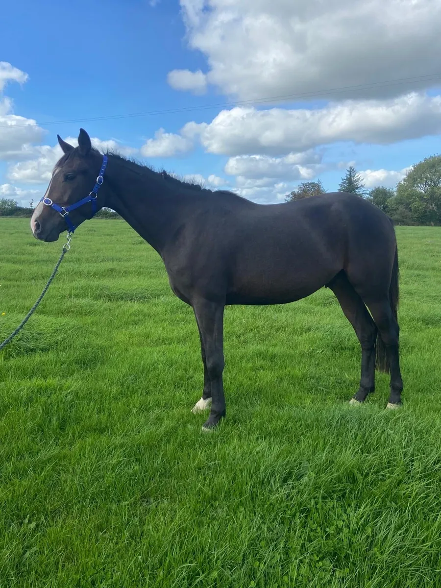 3Y0 IAM W gelding - Image 2