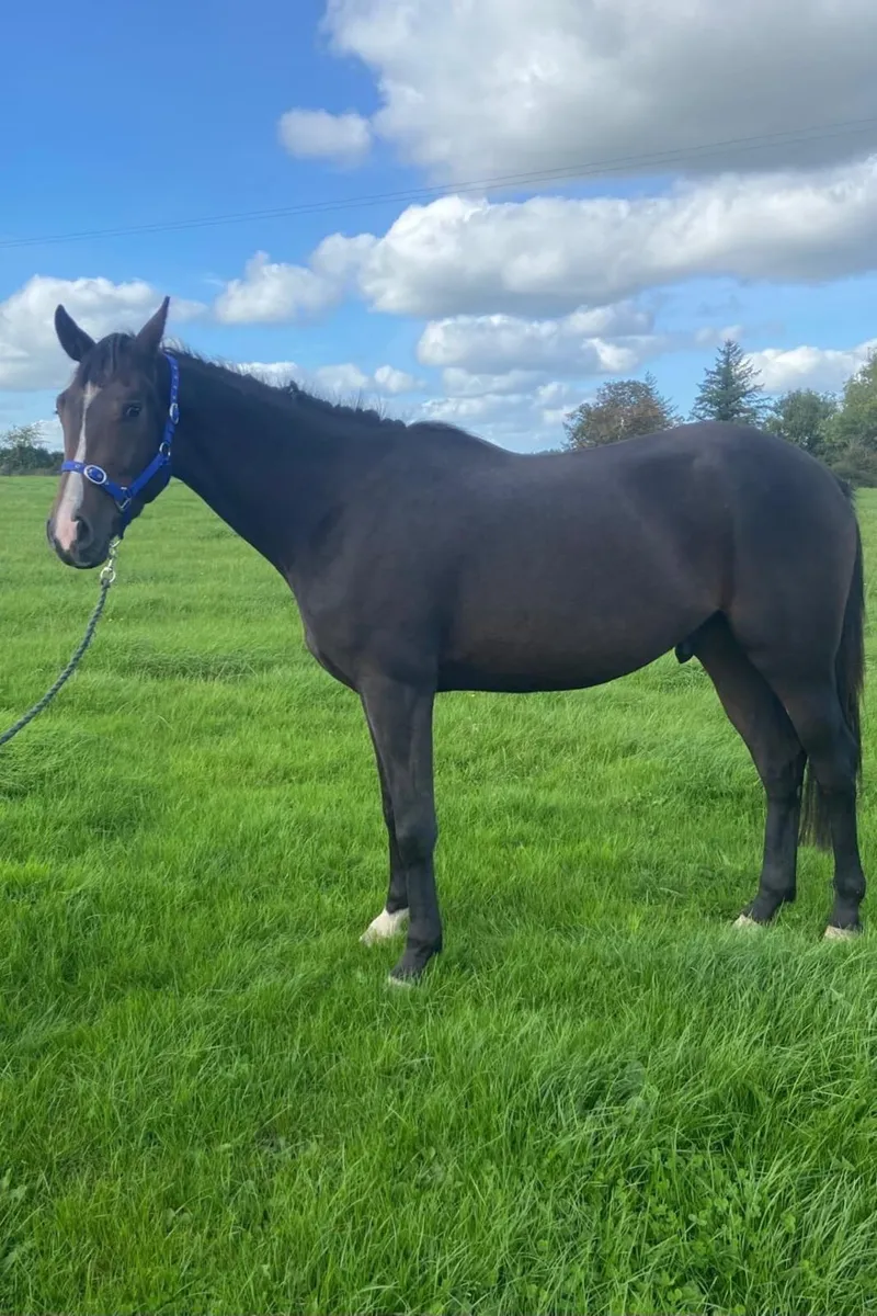 3Y0 IAM W gelding - Image 1