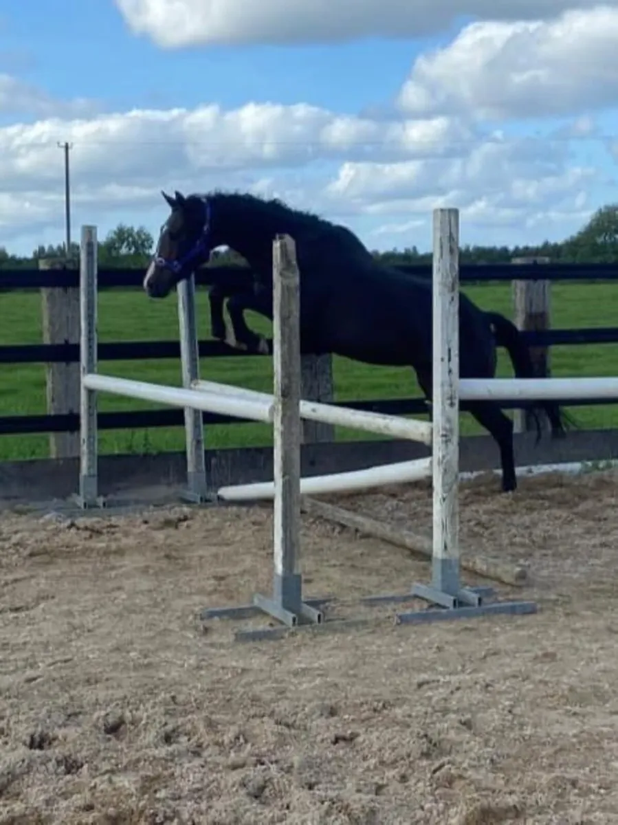 3Y0 IAM W gelding - Image 3