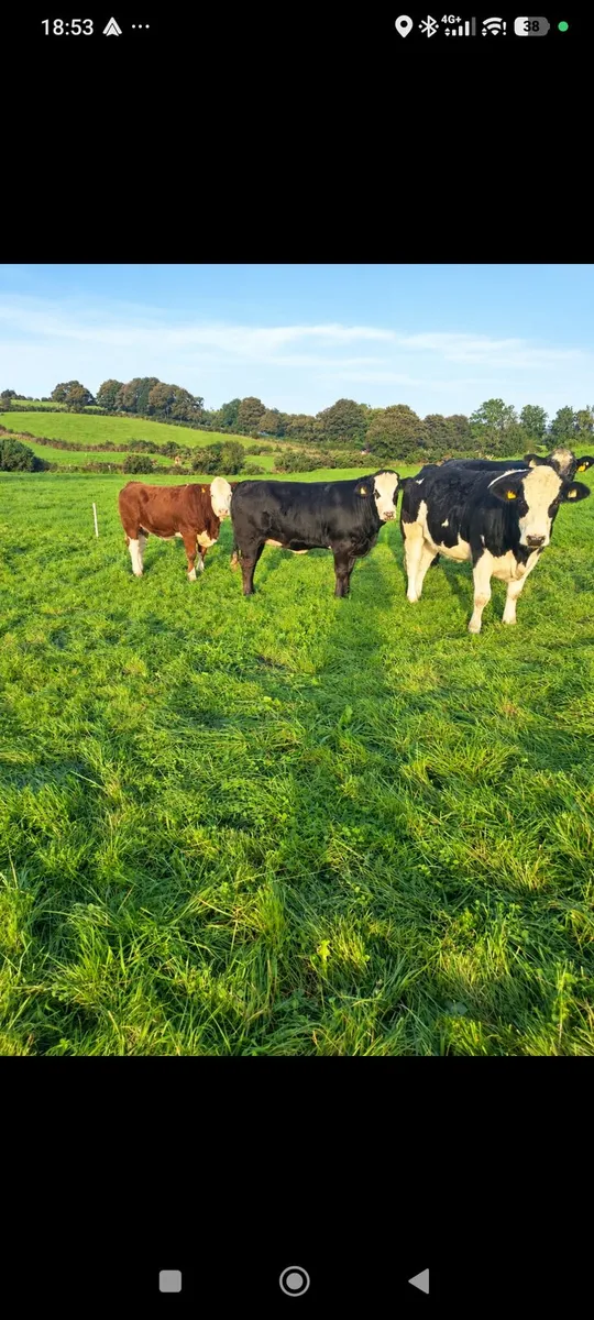 Simmental breeding heifers Ballymote mart - Image 1