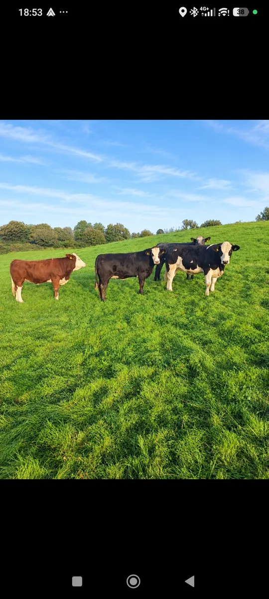 Simmental breeding heifers Ballymote mart - Image 2