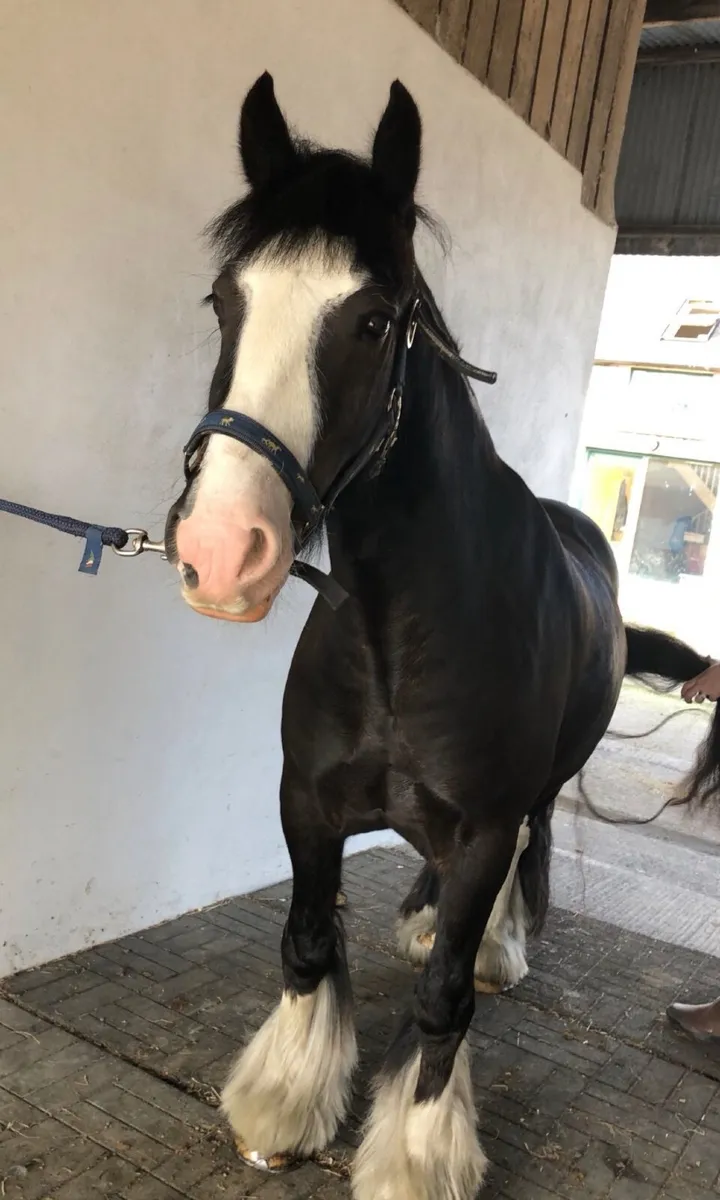 Riding Cob - Image 1