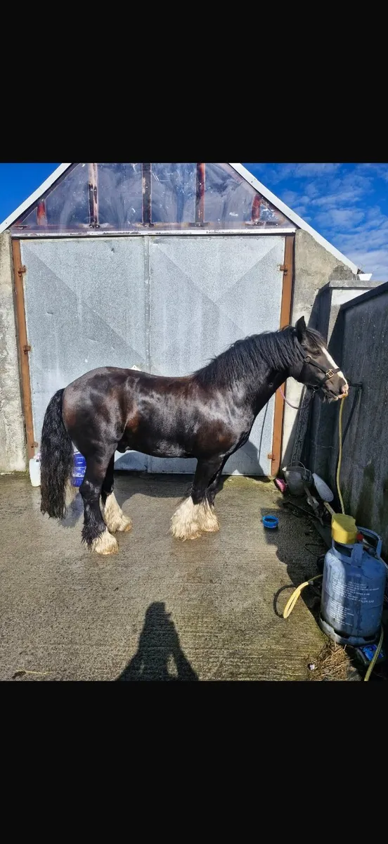 Riding Cob - Image 2