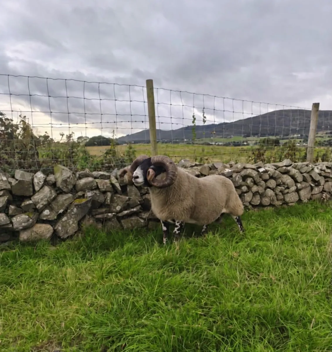 Lanark Hogget Ram for sale - Image 3