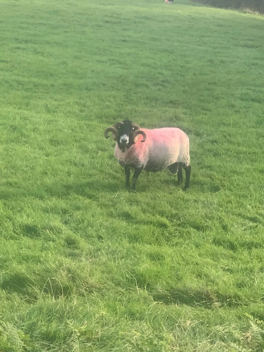 Rams - Image 2