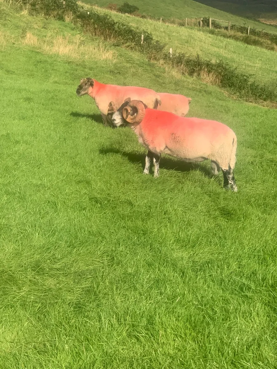 Rams - Image 3