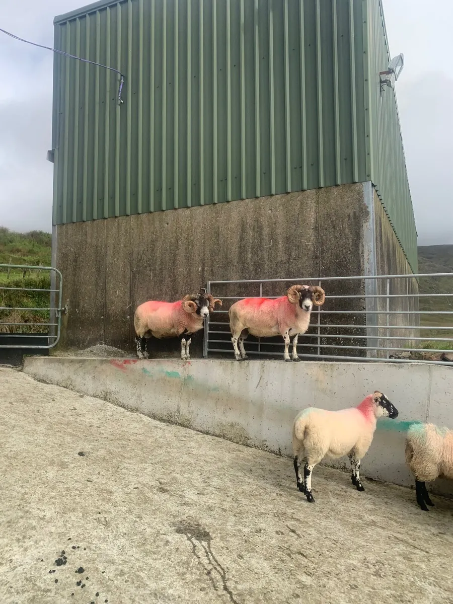 Rams - Image 1