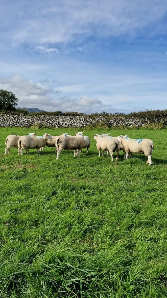 Store or breeding Lambs for sale. - Image 3
