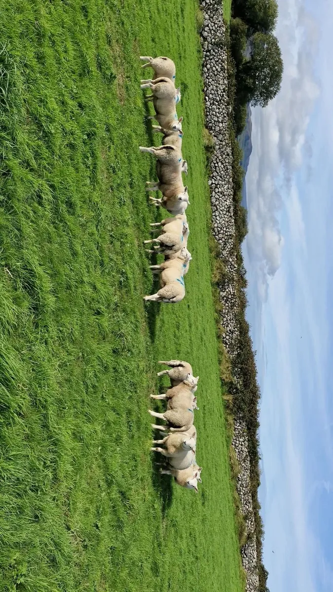 Store or breeding Lambs for sale. - Image 2