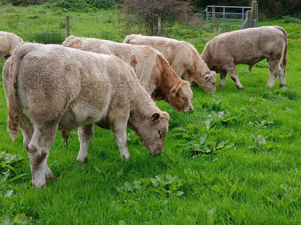Bull Weanlings Balla Mart Tues 29th - Image 1