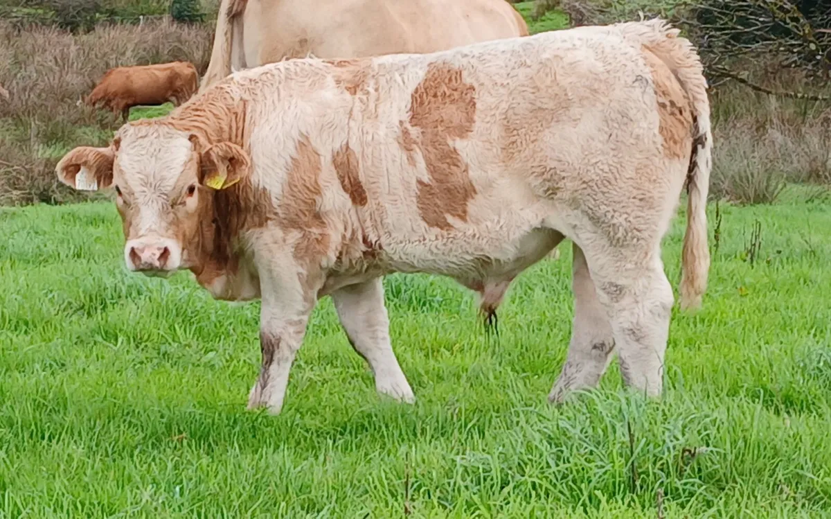 Bull Weanlings Balla Mart Tues 29th - Image 2