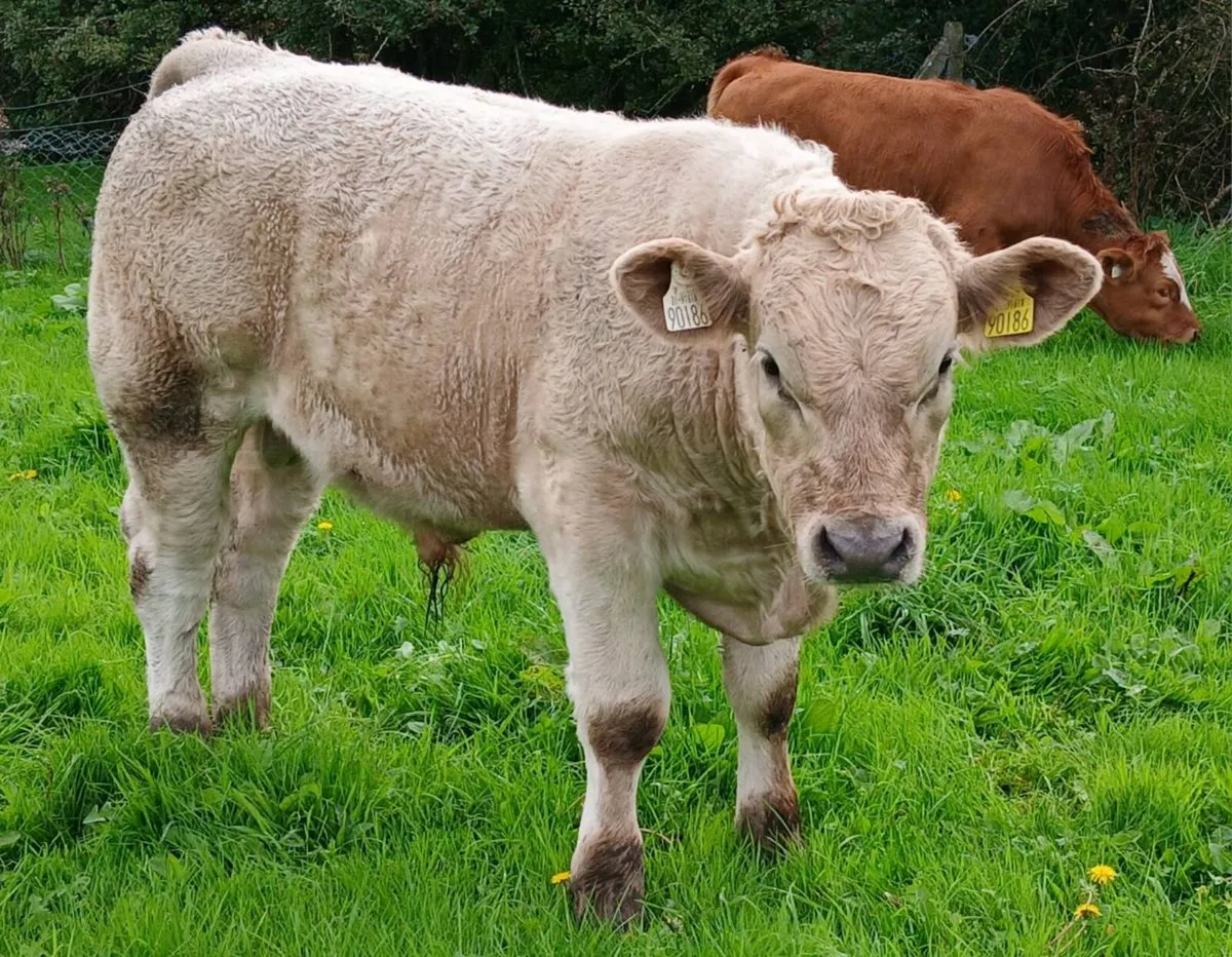 Bull Weanlings Balla Mart Tues 29th - Image 3