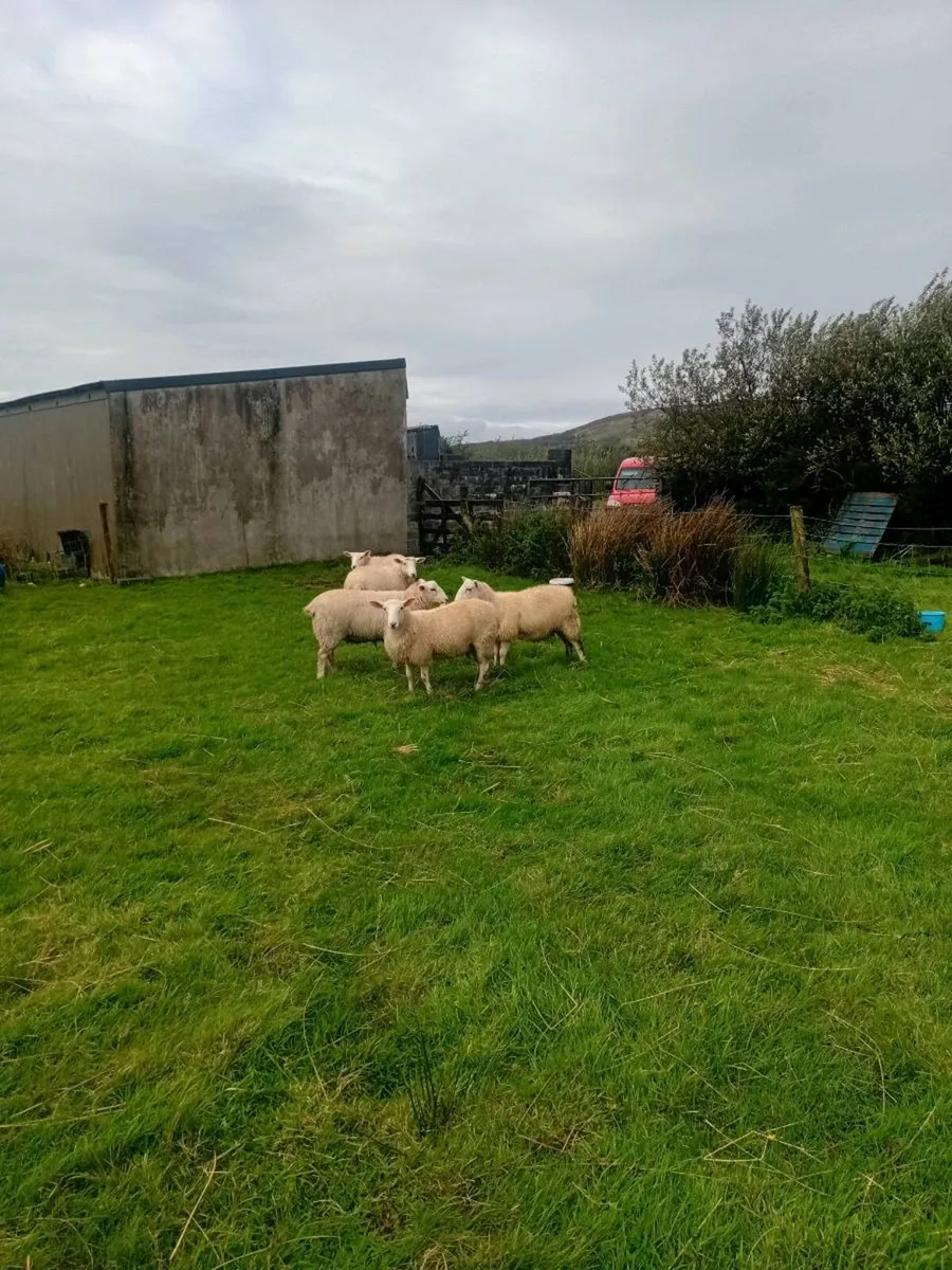 6 Ewe Lambs for sale - Image 3