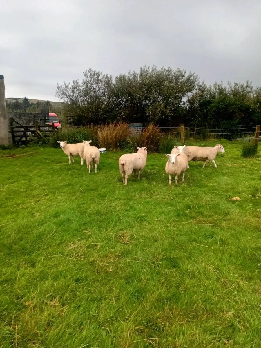 6 Ewe Lambs for sale - Image 4