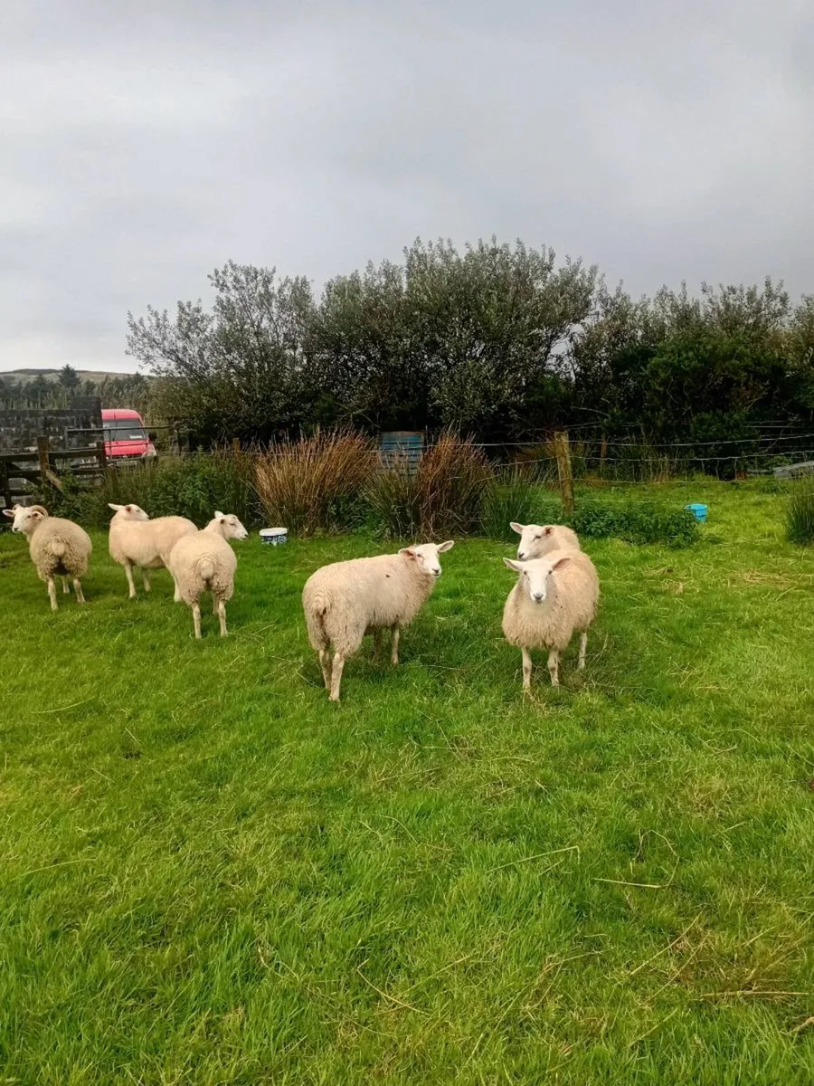 6 Ewe Lambs for sale - Image 2