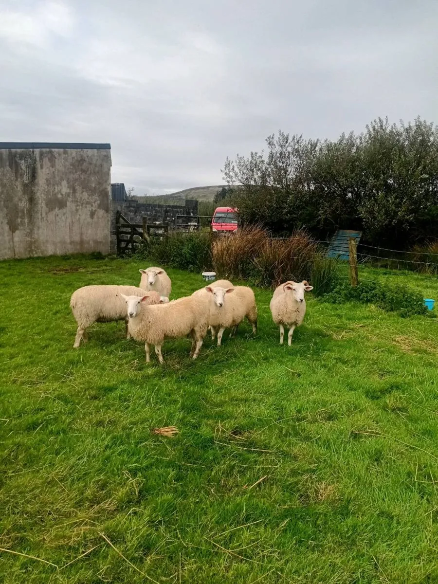 6 Ewe Lambs for sale - Image 1