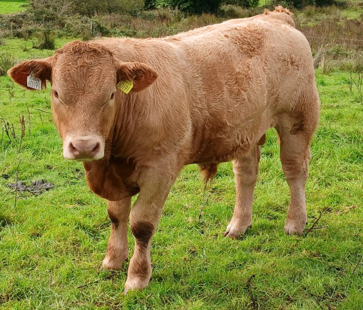 Bull Weanlings Balla Mart Tues 29th - Image 4