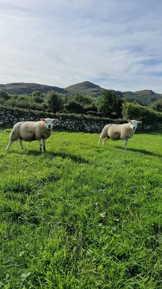 Store or breeding Lambs for sale. - Image 1