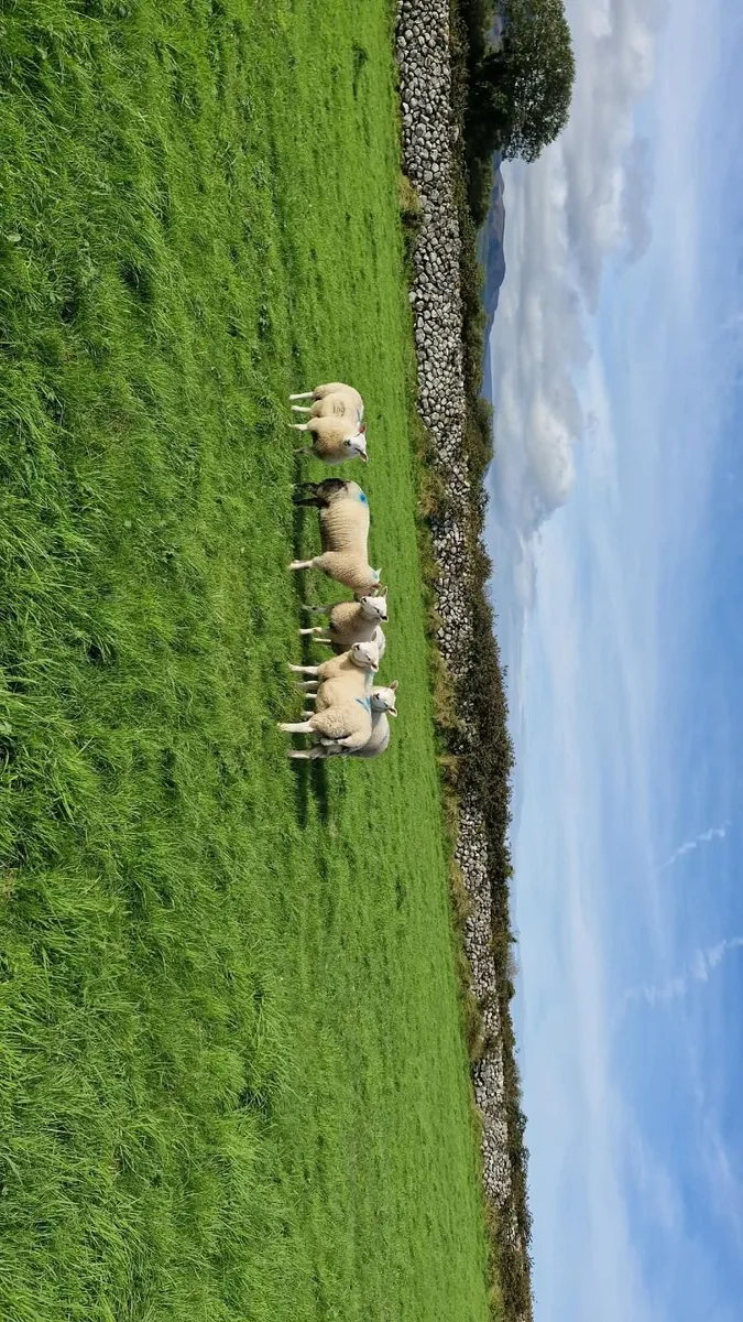 Store or breeding Lambs for sale. - Image 4