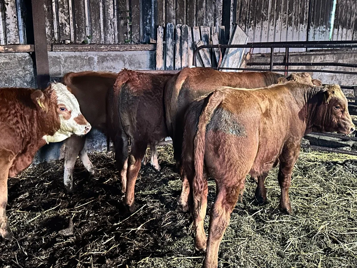5 Smashing Limousin Bulls - Image 4