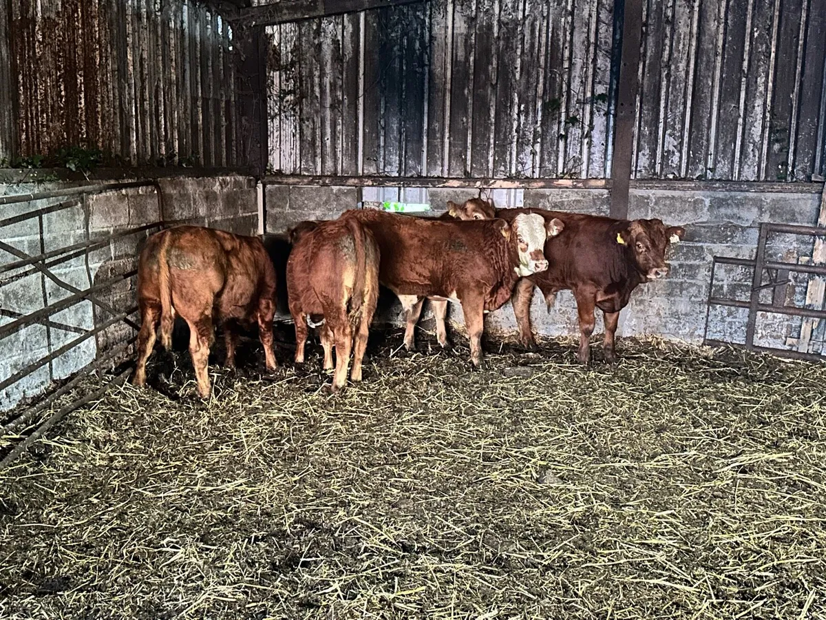 5 Smashing Limousin Bulls - Image 1