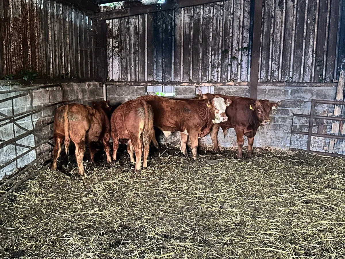 5 Smashing Limousin Bulls - Image 2