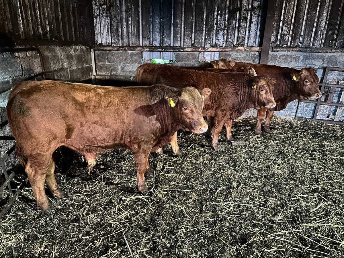 5 Smashing Limousin Bulls - Image 3