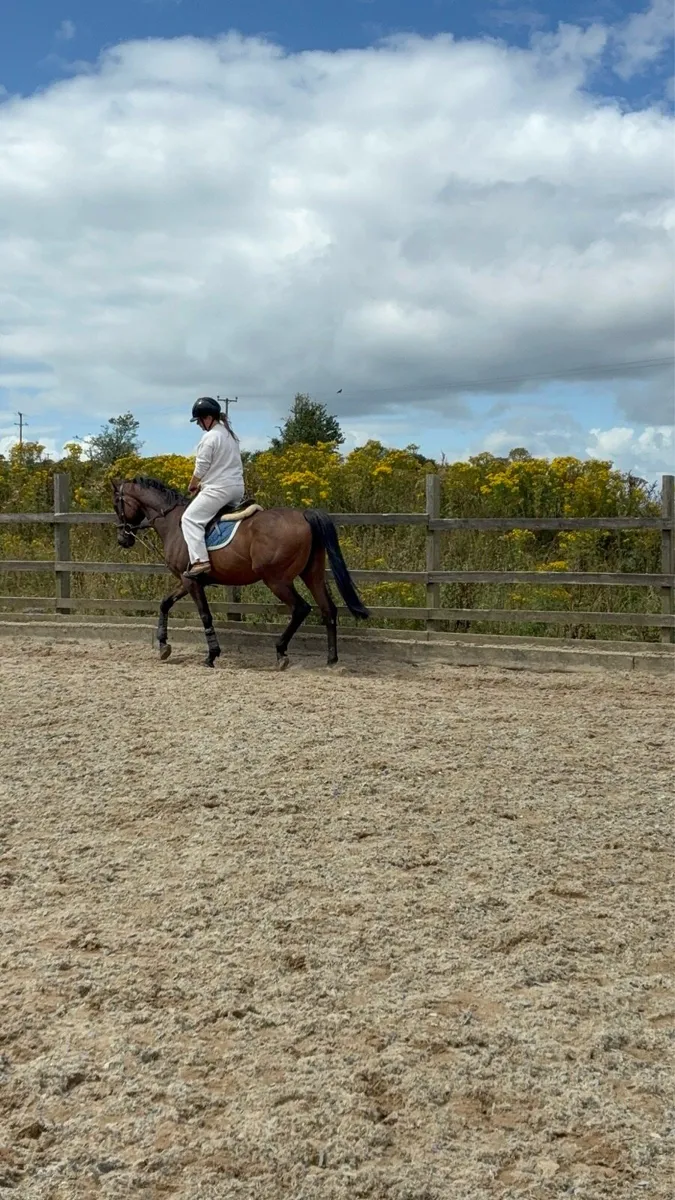8 year old TB - Image 4