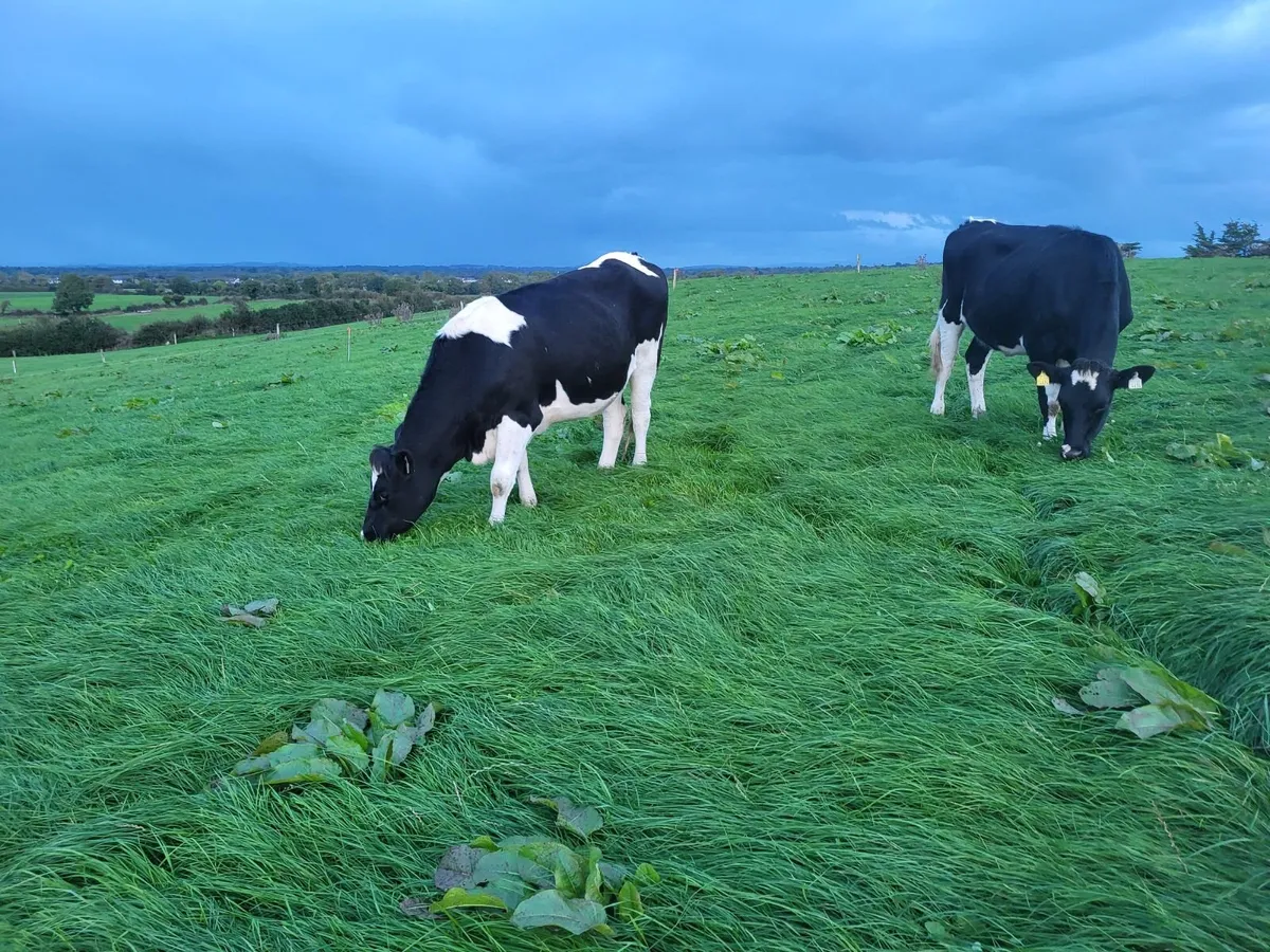 Incalf heifers - Image 1