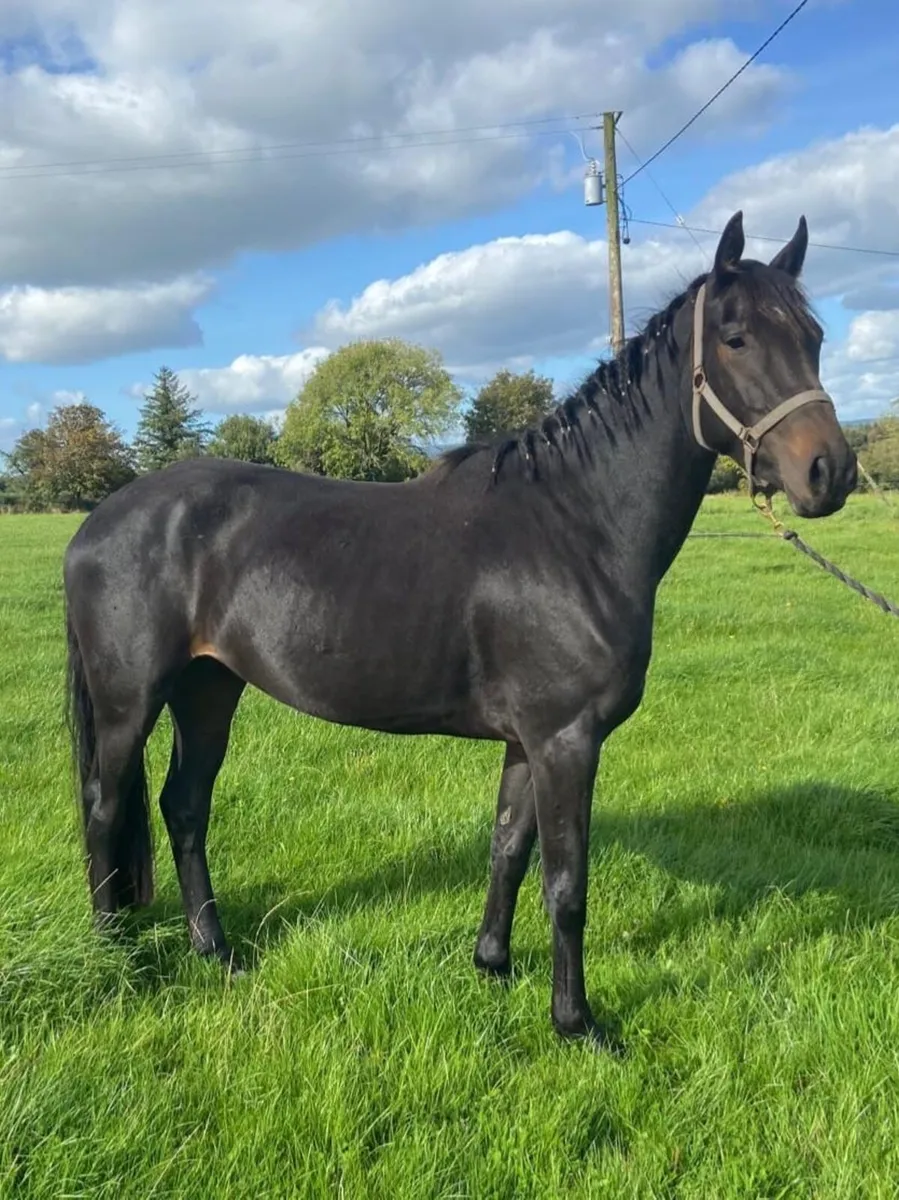 3Y0 Watervalley Cool diamond filly - Image 1