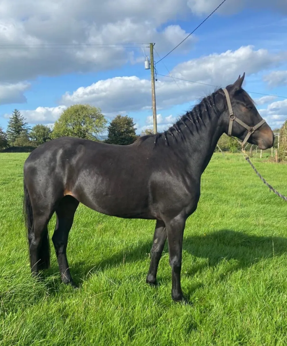 3Y0 Watervalley Cool diamond filly - Image 2