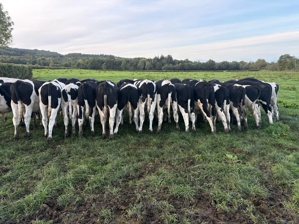32 FR bull weanlings - Image 1