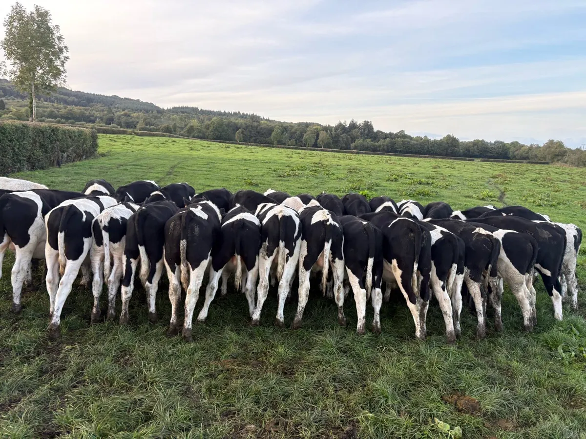 32 FR bull weanlings - Image 2