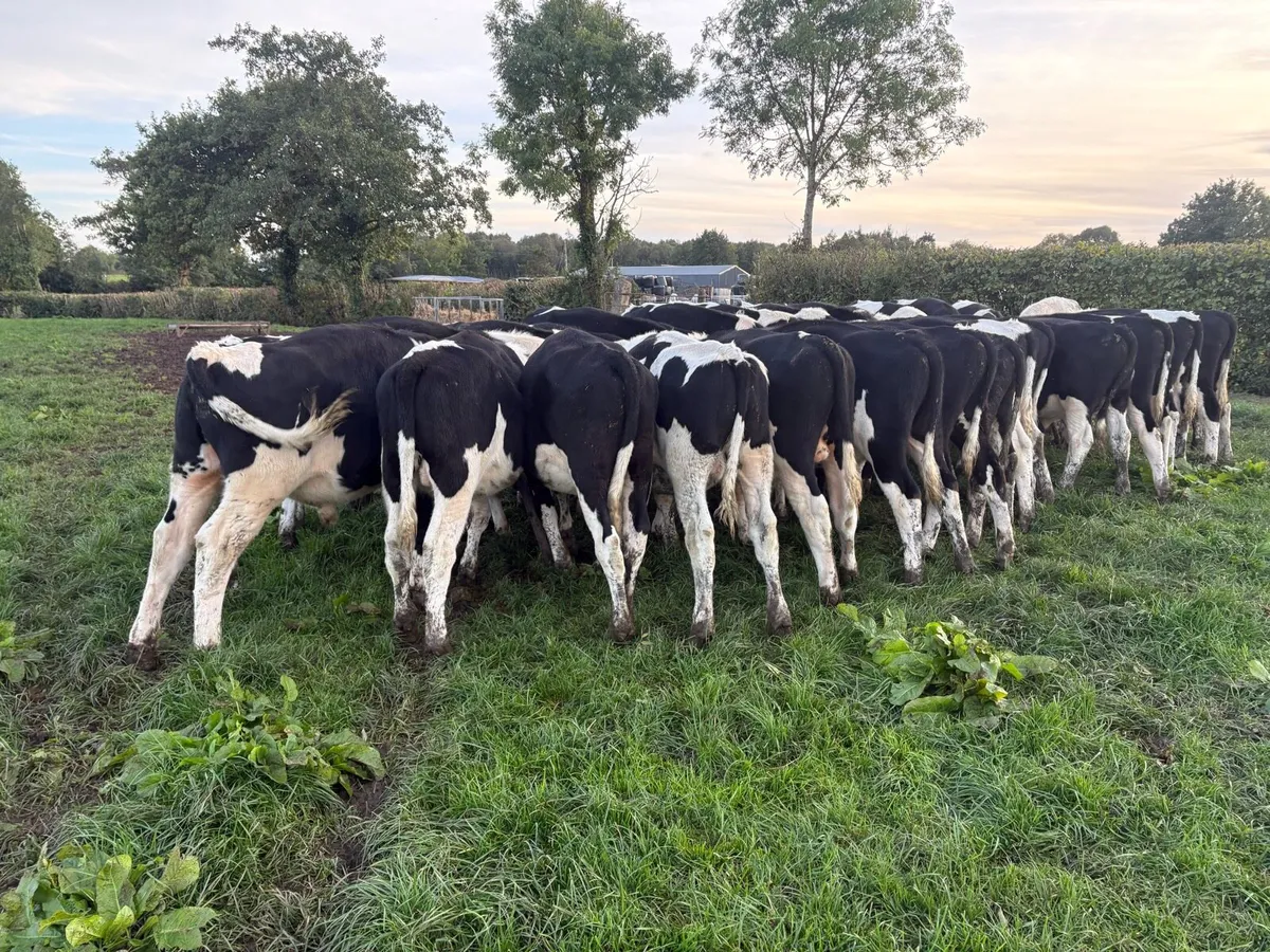 32 FR bull weanlings - Image 3