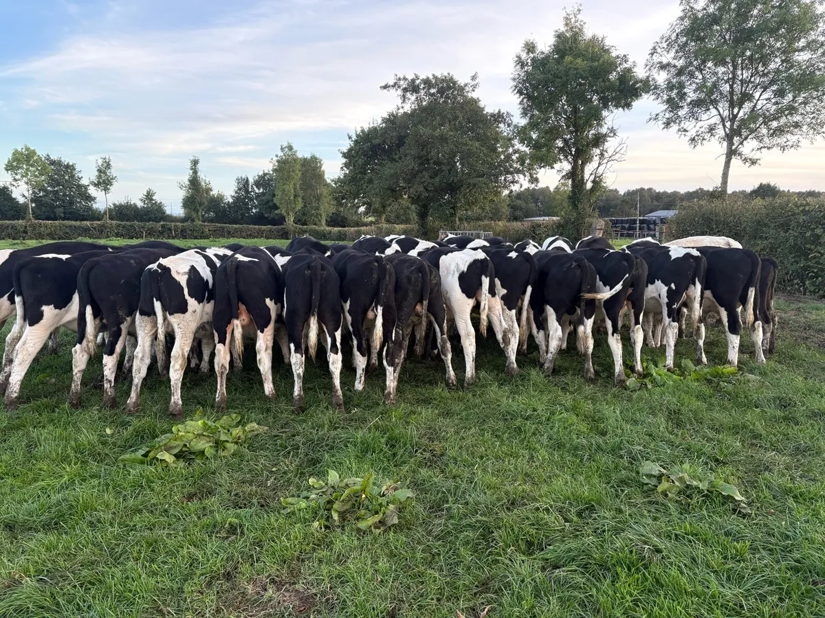 32 FR bull weanlings - Image 4