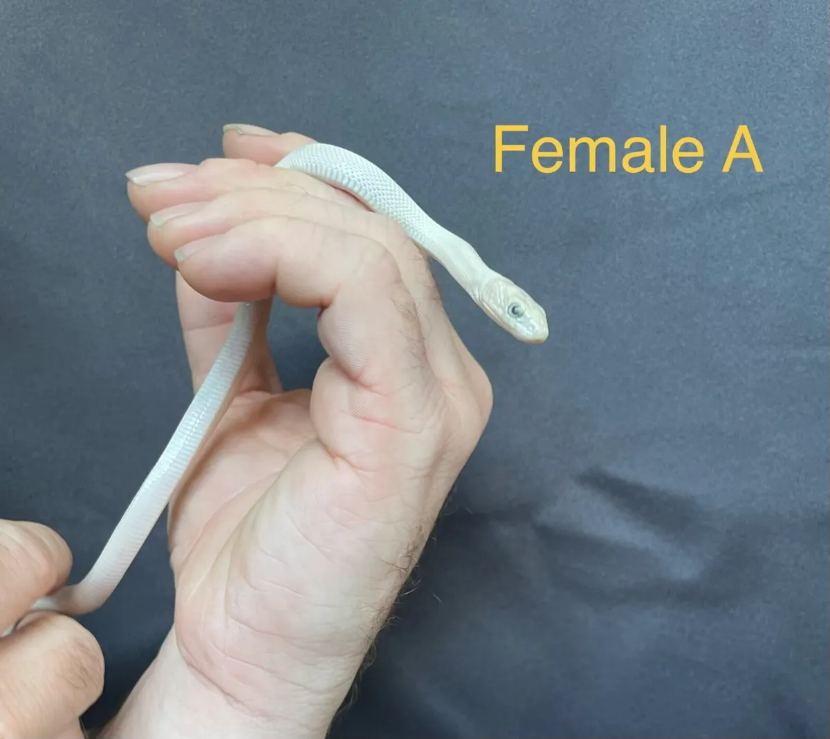 Leucistic Texas rat snakes - Image 2