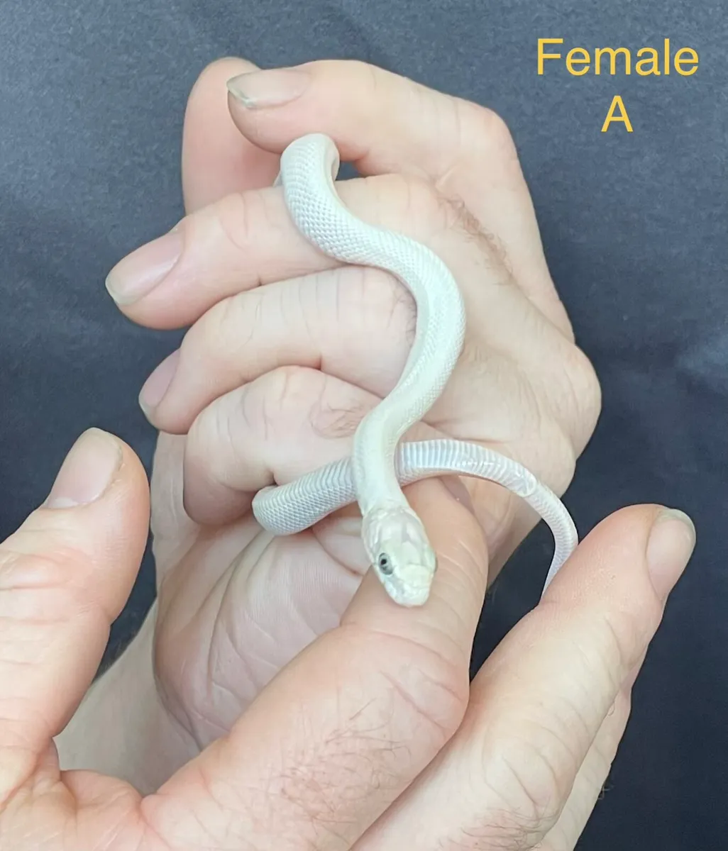 Leucistic Texas rat snakes - Image 3
