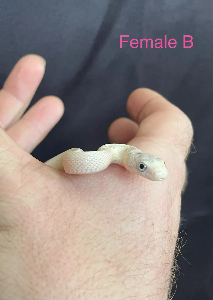 Leucistic Texas rat snakes - Image 4