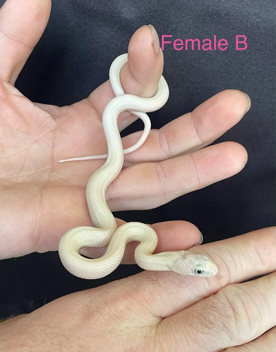 Leucistic Texas rat snakes - Image 1