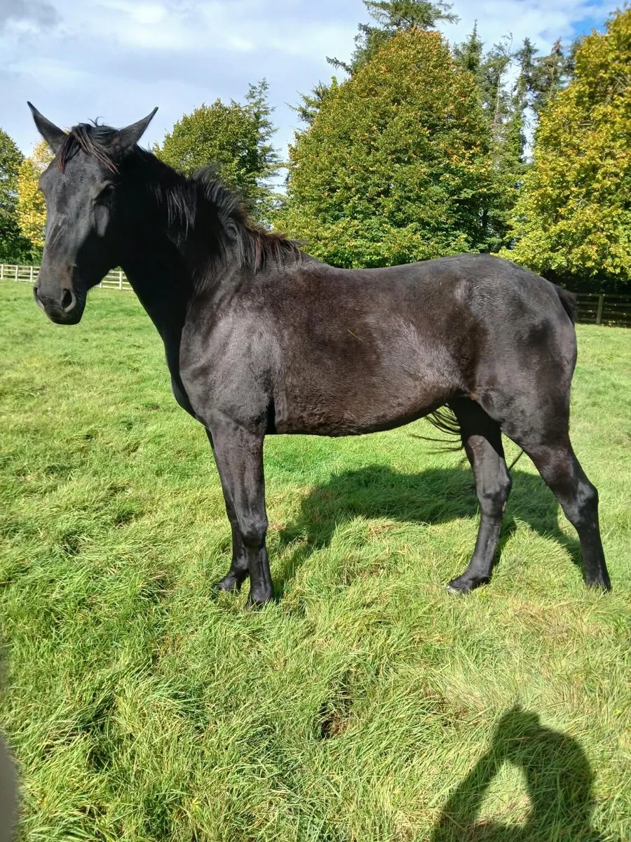 3 year old filly - Image 1