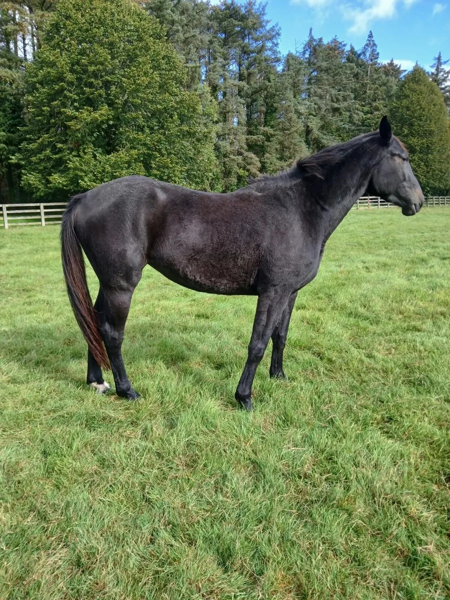 3 year old filly - Image 2