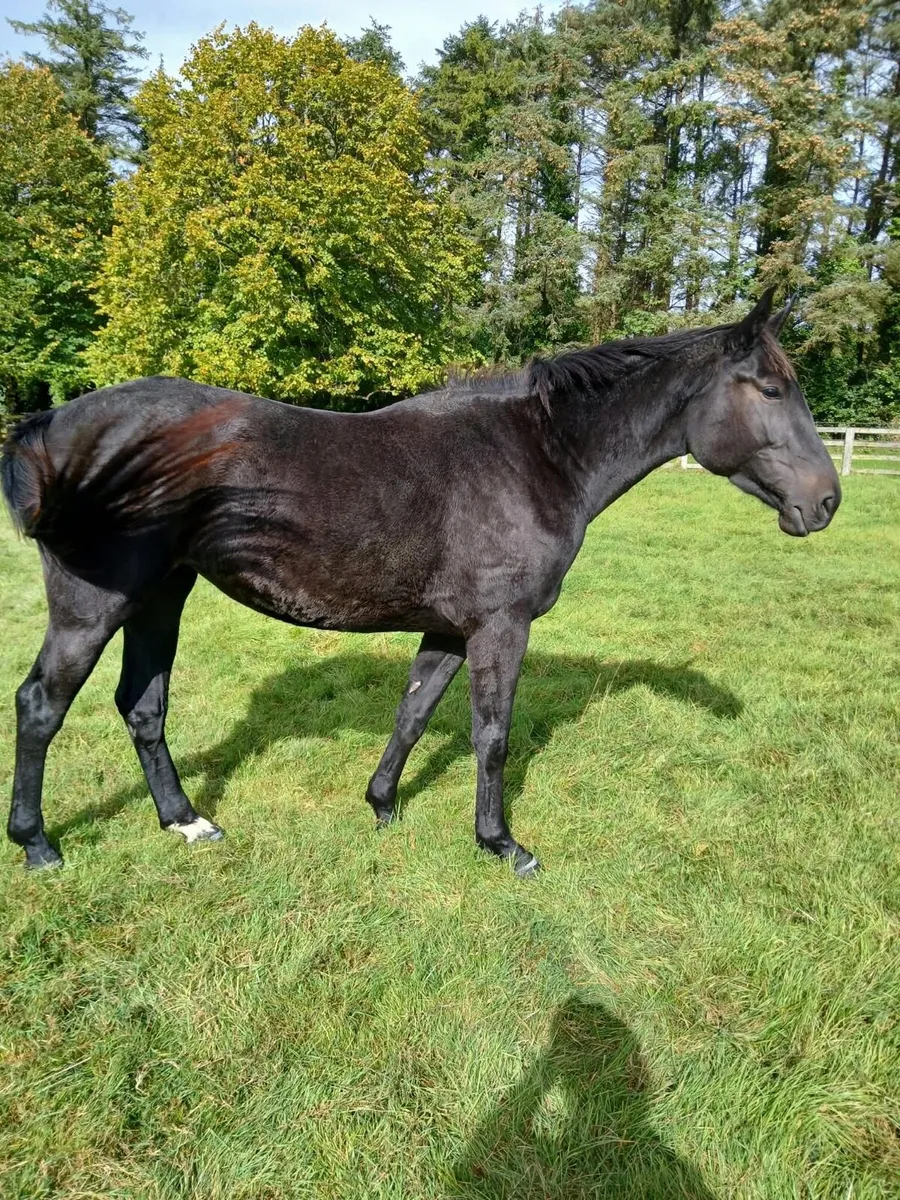 3 year old filly - Image 3