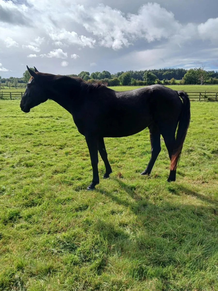 3 year old filly - Image 4