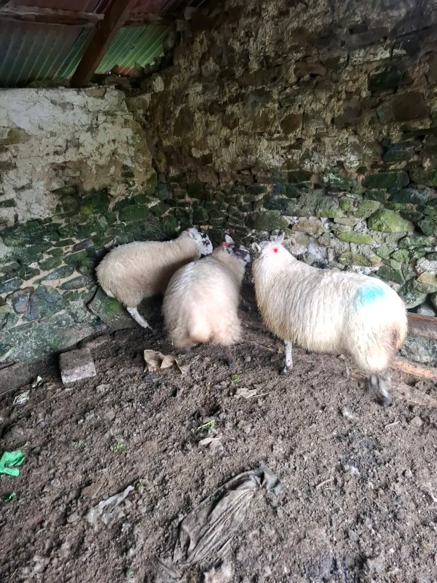 10 mules lambs - Image 3