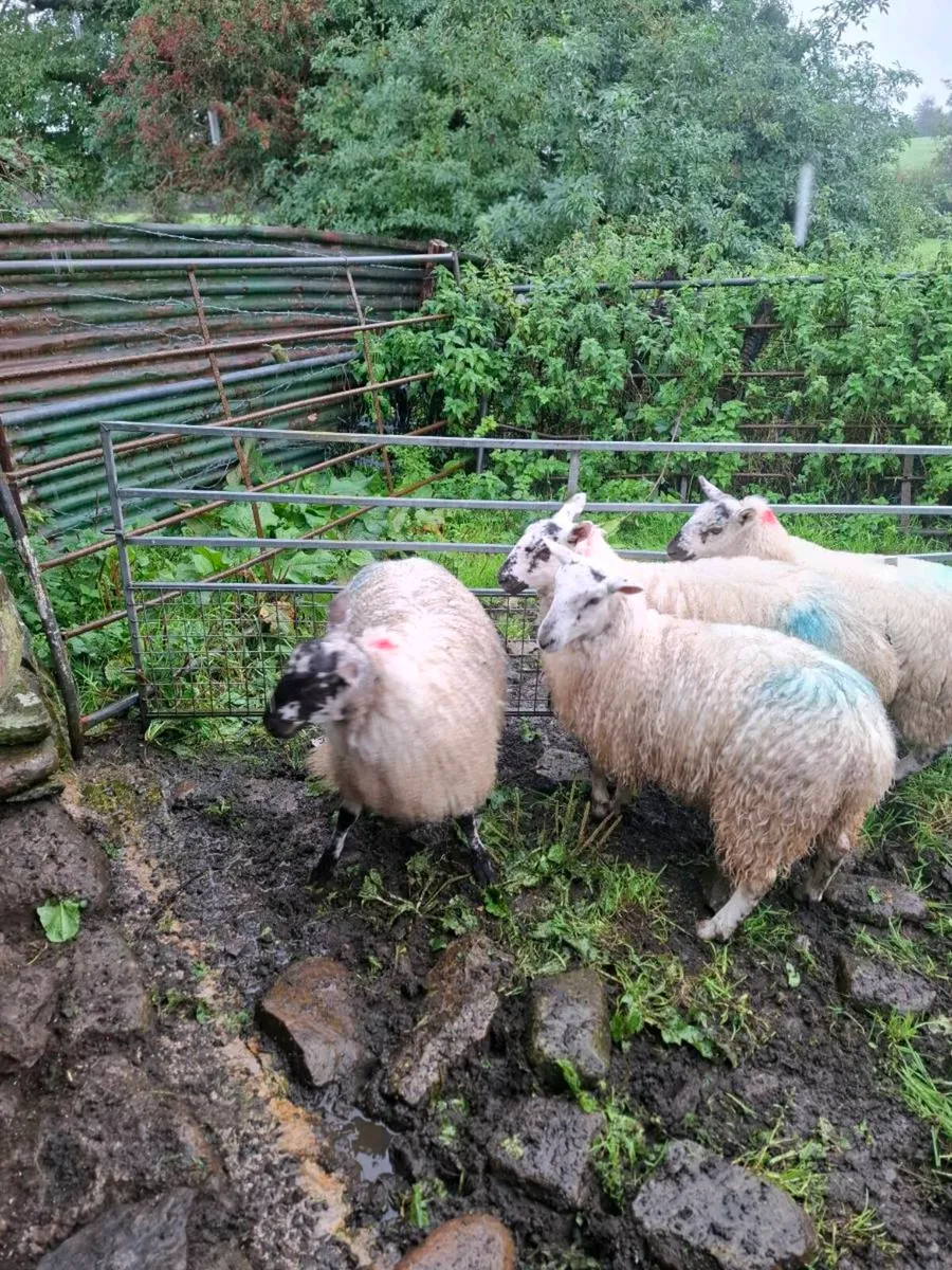 10 mules lambs - Image 4